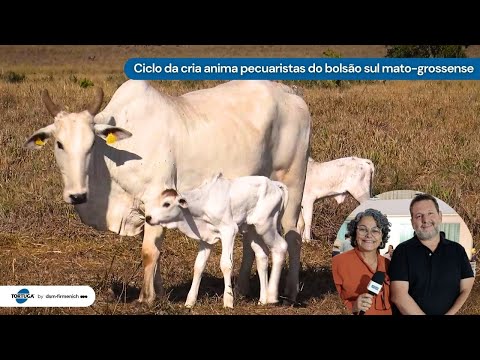 Ciclo da cria anima pecuaristas do bolsão sul mato-grossense | Noticiário Tortuga