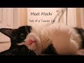 Meet Mochi Tale Of A Tuxedo Cat