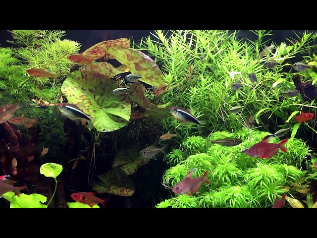 Nature Aquascape