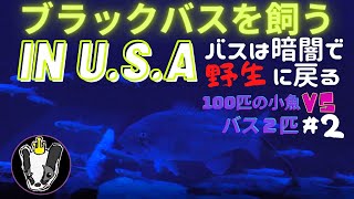 ブラックバスを飼う in U.S.A 小魚100匹VSバス２匹＃２ ライトをブルーにすると狂暴に
