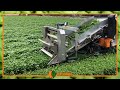 Ortomec Basil Harvester | Harvesting Solution for Aromatica