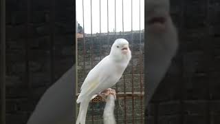 Download lagu KENARI PUTIH GACOR NGEREK NYERANG - Tembakan pedas kenari mp3 Download lagu KENARI PUTIH GACOR NGEREK NYERANG - Tembakan pedas kenari mp3