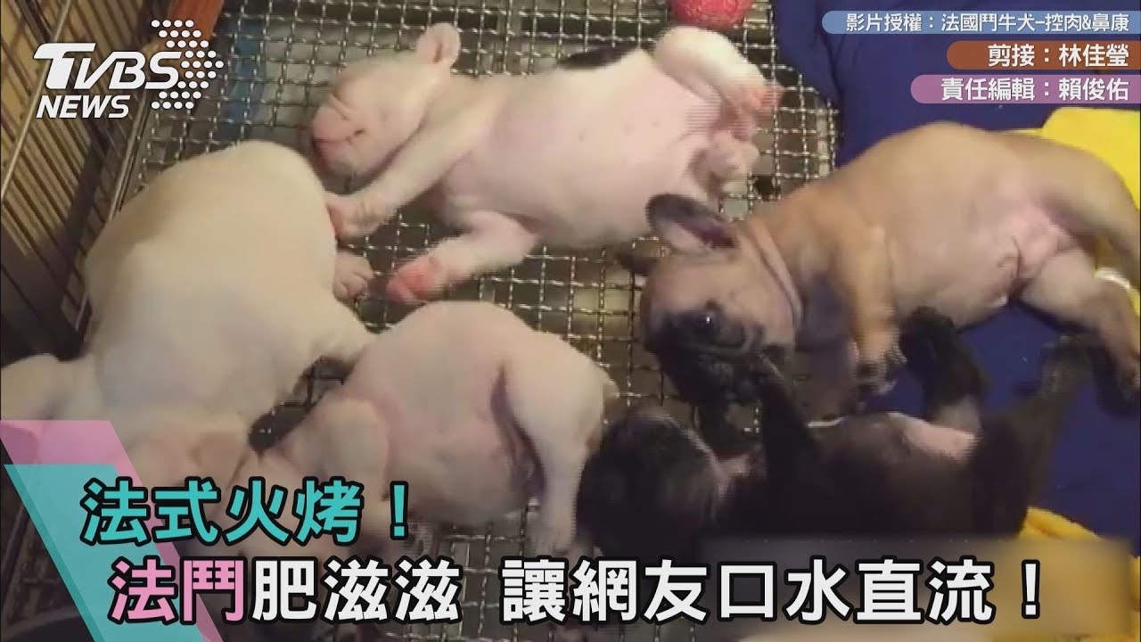 法式火烤!法鬥肥滋滋 讓網友口水直流!