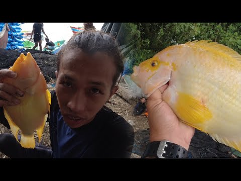 SE02EP79 Part 2 - ILALIM ng WATER LILY ng LAUREL BATANGAS | PRIMITIVE ROMEL ( Catch  & Cook )