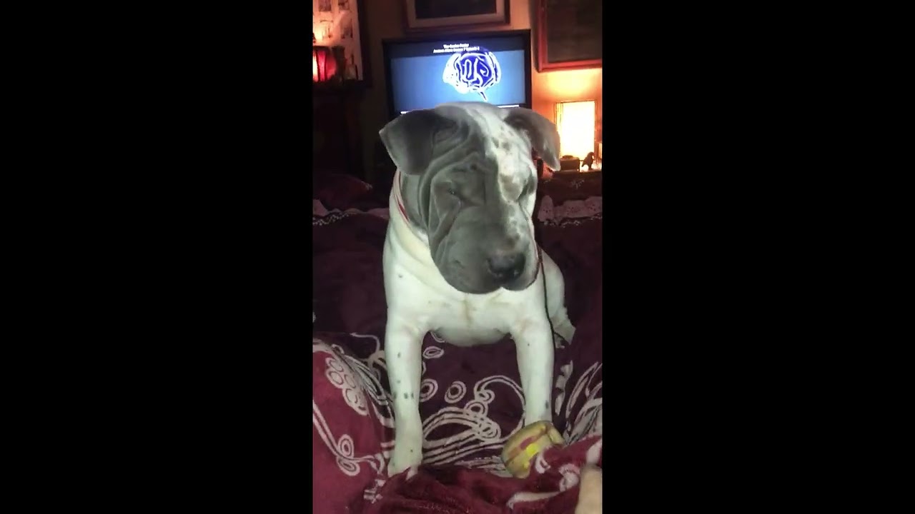 Dog Doesn't Want to Give Up Hamburger Squeaky Toy || ViralHog
