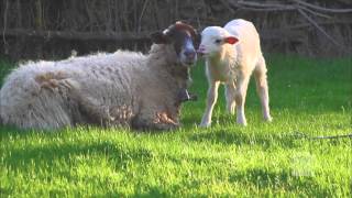 The King of Love My Shepherd Is, arr. by Mack Wilberg - Mormon Tabernacle Choir