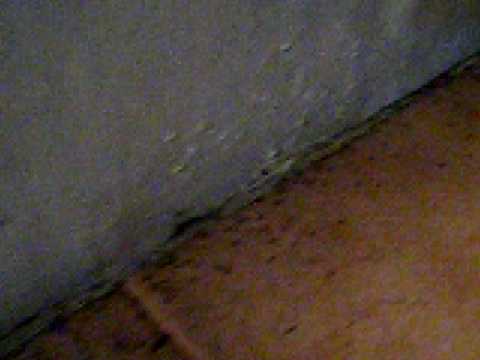 Ants Attack in Garden (Part 2)