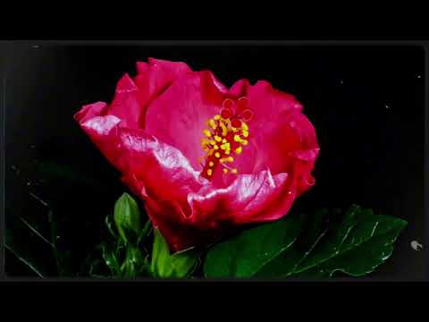 Dear Arthur - Vietnamese ver.