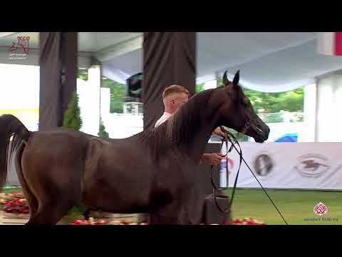 N 79 ATRATO   2020 PRIDE OF POLAND   42nd Arabian Horse National Show   Yearling Colts Class 4B
