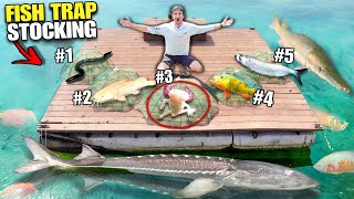 Giant FISH TRAP STOCKING For My 4000G Backyard POND!! (4 Traps, 4 Spots)