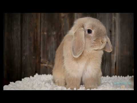 Zajčkov obisk - ZVEZDNATE pesmi za otroke - Barbara Gabrielle