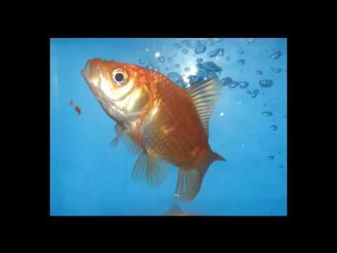 Scheda del Carassius Auratus (pesce rosso)