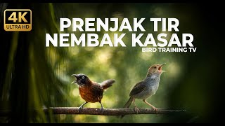 Download lagu 🔴 Live Masteran Tembakan Prenjak Betina Gacor Tir Panjang vs Tepus Kepala Abu Gacor Kasar mp3 Download lagu 🔴 Live Masteran Tembakan Prenjak Betina Gacor Tir Panjang vs Tepus Kepala Abu Gacor Kasar mp3