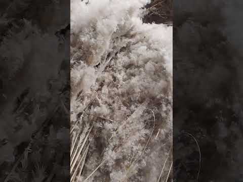 Dried pampas grass, packaging size: cartoon