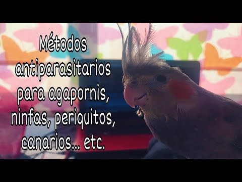 Métodos antiparasitarios para agapornis, ninfas, periquitos, canarios,etc.