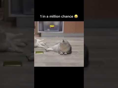 ✨ This video is just to funny ✨#fyp #cats #funny #catlover #catvideo  #petlover #funnnyvideo #short