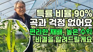곡과 없는 고품질 오이 다수확 비결! 딱 한가지만 기억하면 됩니다