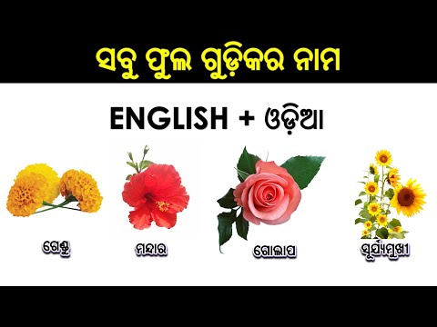 Flowers names in English to Odia | Odia English Master