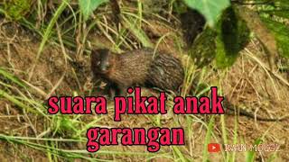 Download lagu SUARA PIKAT ANAK GARANGAN MEMANGGIL INDUKNYA TERBARU mp3
