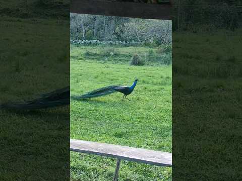 #shorts #pavão#sítio #novahartz#riograndedosul #brasil