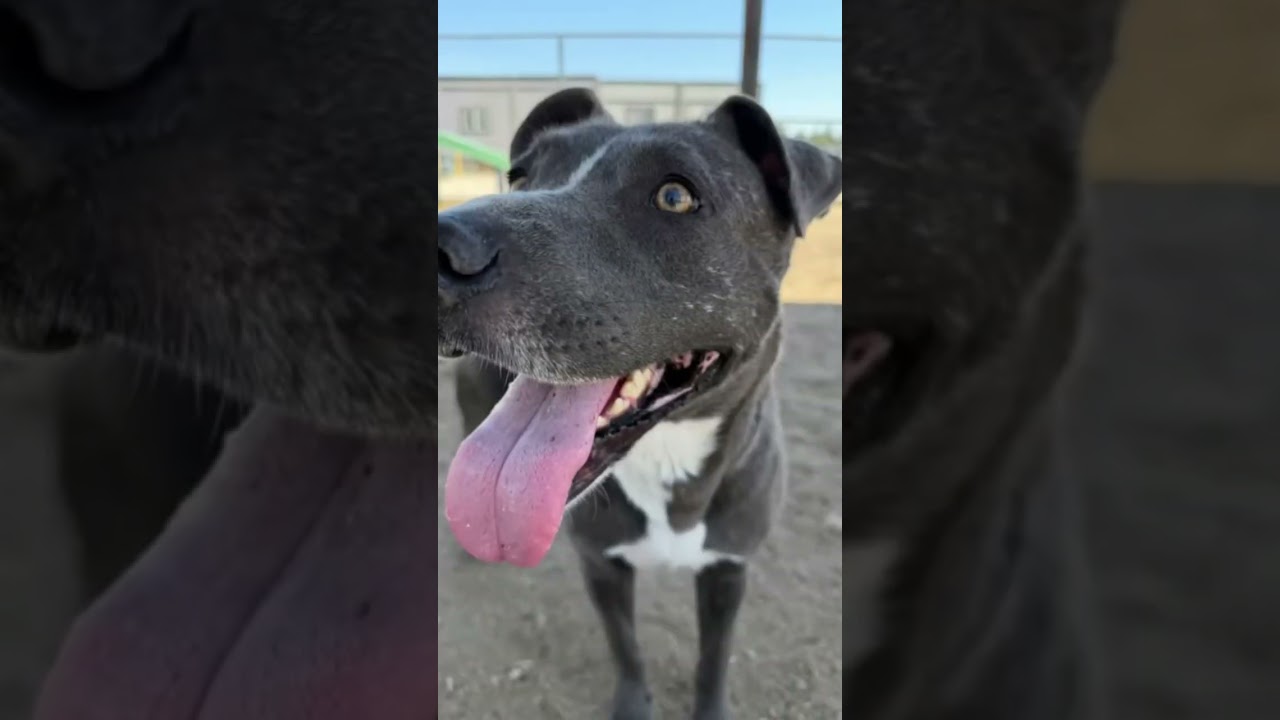 Enlarge Penny -- URGENT!, an adoptable Pit Bull Terrier in Thousand Oaks, CA video 2/5