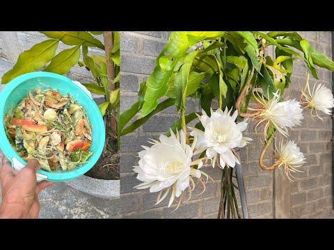 Use leftover food as fertilizer for flower plants |  Oxypetalum