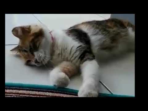 EMPUS dan KHALISA yang baru belajar bicara