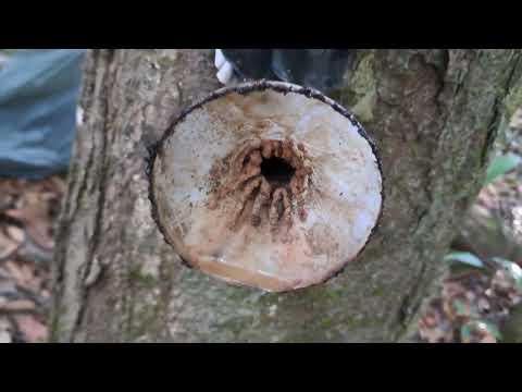 @Revisão com surpresa, mais Mandaçaia 