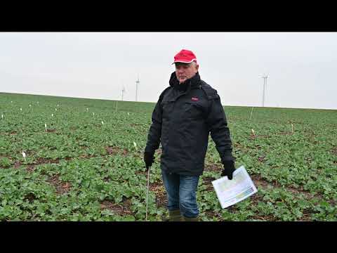 Live vom Acker – Tipps und Tricks aus den Regionen: Herbizid-Strategien im Raps