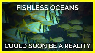 Fishless Oceans Could Soon Be a Reality If People Keep Eating Fish #shorts