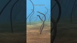 850 Volts! The Most Shocking Fish on Earth! : Electric Eel #shorts #electriceel