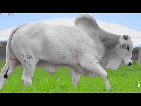 TOURO NELORE - 631 ACN - ACNN 631