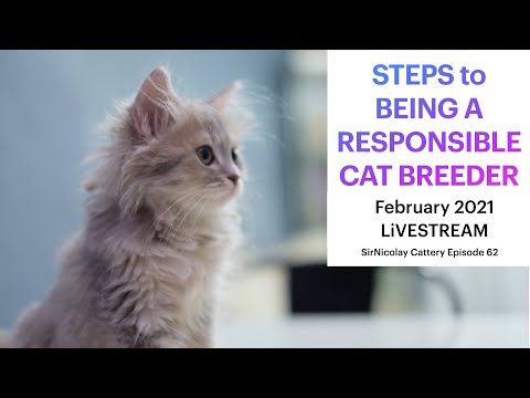 Steps to Becoming a Responsible Cat Breeder