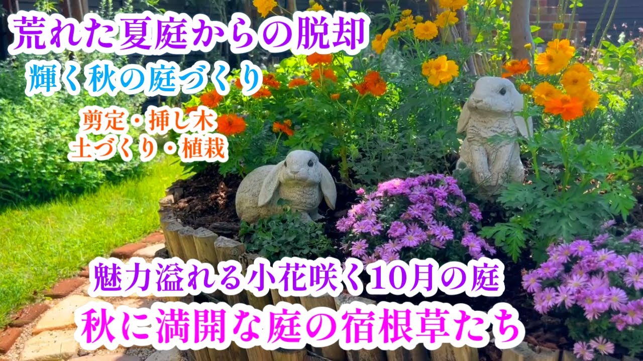 【10月の庭景色＊緑濃く鮮やかな秋庭へ】【秋が適期の庭仕事】ガーデニング/ウンベラータ/ハイビスカス