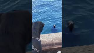 Download lagu Faak you Tony| Ezekiel | Water Doggo meets Land Doggo | CONTENT KING mp3