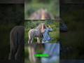 Human Woman Sex With Donkey Describe The Wildlife Of Donkey Short Shorts