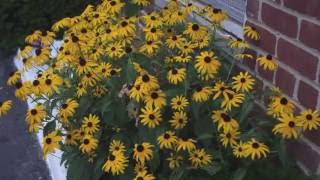 El Jabón - Neury Luciano (Audio)