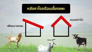 แพะ ตอนที่ 2: เตรียมตัวให้พร้อม... ก่อนเลี้ยงแพะเนื้อ