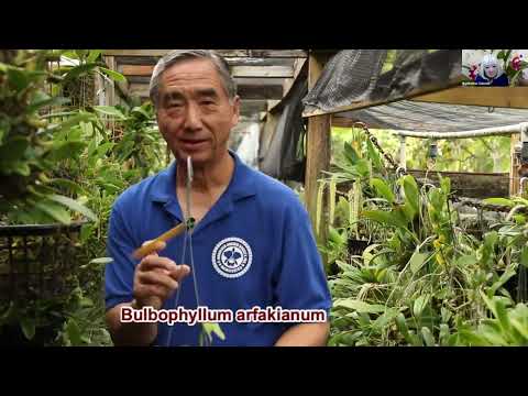 "My Orchid Secrets Revealed" January 2022