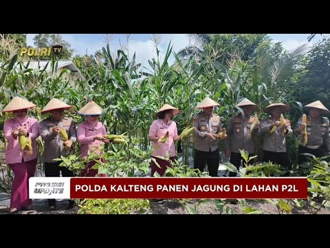 PRESISI UPDATE: KAPOLDA KALTENG PANEN JAGUNG DI LAHAN PEKARANGAN PANGAN LESTARI 07/05/2025 (16.00)