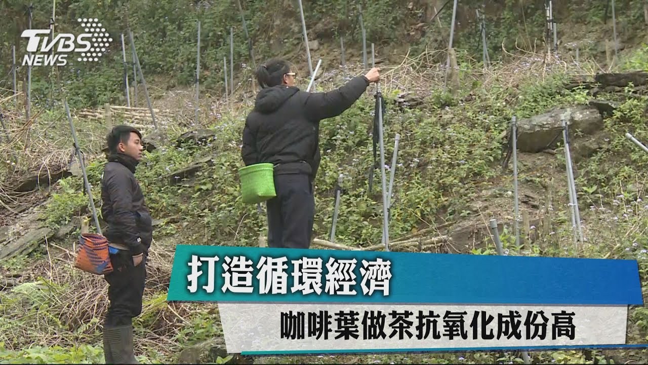 打造循環經濟　咖啡葉做茶抗氧化成分高