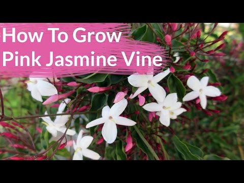 How To Grow Pink Jasmine Vine; Jasminum Polyanthum / Joy Us Garden