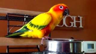 Sun Conure dancing!