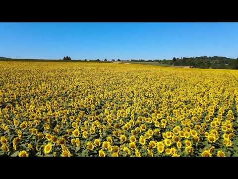 Somos Invencíveis Elias Silva