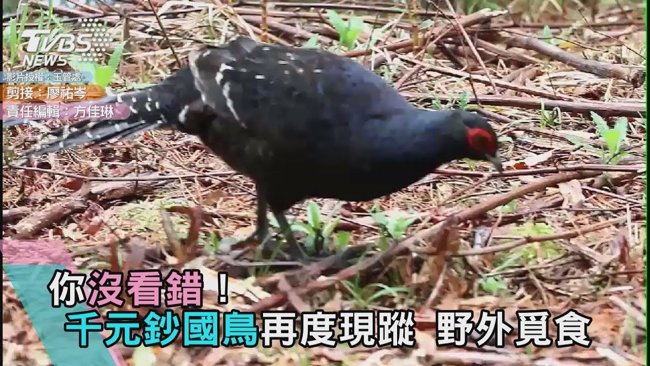 你沒看錯!千元鈔國鳥再度現蹤 野外覓食