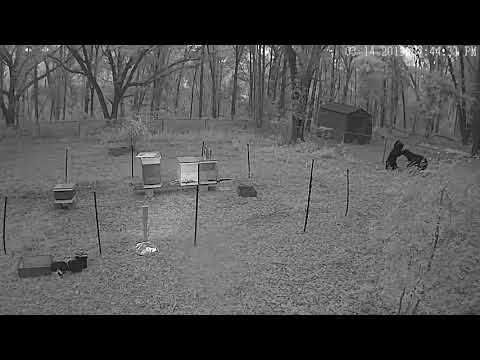 Bears honey bees electric fence