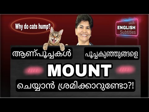 Is Your Male Cat Trying To Mount Kittens? | Feline Sexual Behavior @NANDAS pets&us