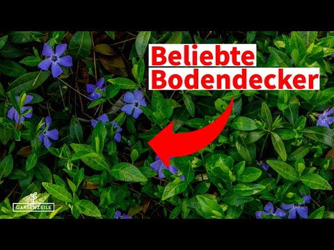 Top 5 Bodendecker für schattige Beete! [Die wachsen in jedem Garten!]