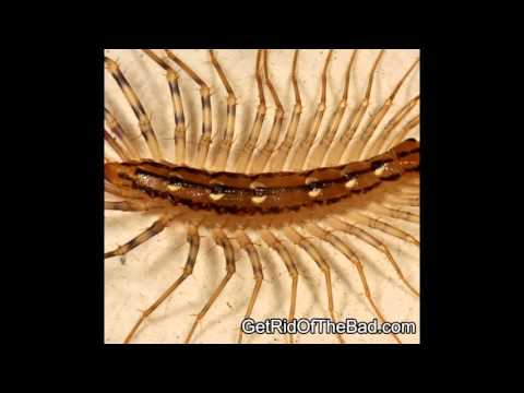 HOW TO - Get rid of Centipedes in your house
