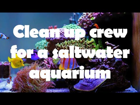 What is a, clean up crew, for a Reef tank?